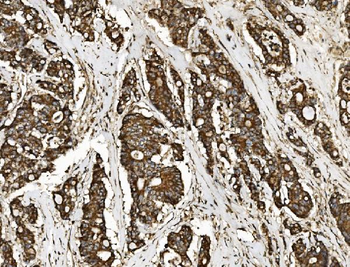NSF Antibody