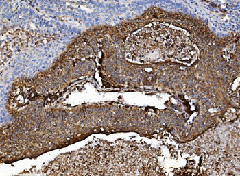 NSF Antibody