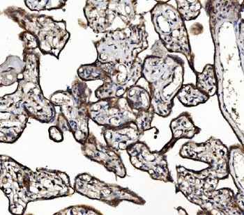 NSF Antibody