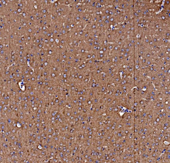NSF Antibody
