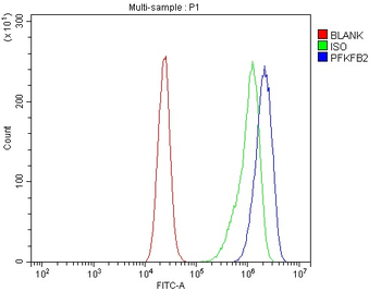 PFKFB2 Antibody