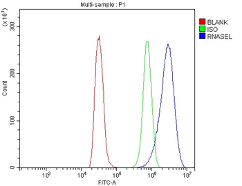 RNase L/Rnasel Rabbit Polyclonal Antibody