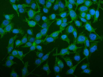 SEC14L3/TAP2 Antibody