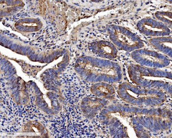 SEC14L3/TAP2 Antibody
