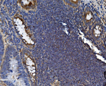 SEC14L3/TAP2 Antibody