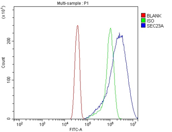 SEC23A Antibody