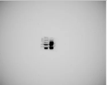 SERINC3 Rabbit Polyclonal Antibody