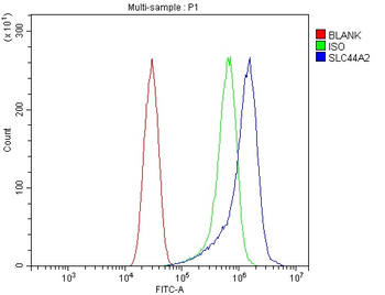 SLC44A2 Rabbit Polyclonal Antibody