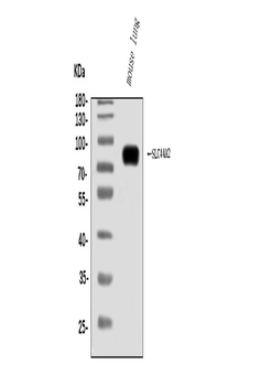 SLC44A2 Rabbit Polyclonal Antibody