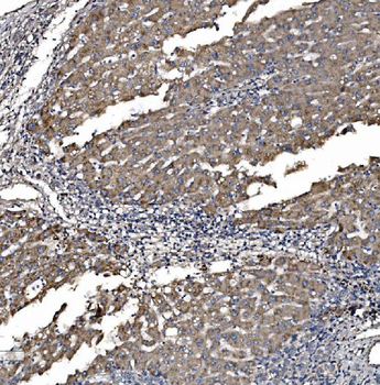 Astrin/Deepest/SPAG5 Antibody
