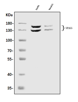 Astrin/Deepest/SPAG5 Antibody