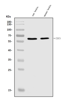 ZIC3 Antibody