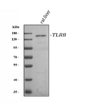 Toll-like receptor 8 TLR8 Rabbit Polyclonal Antibody