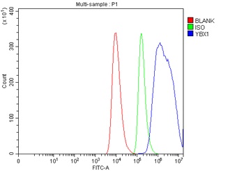 YB1/YBX1 Antibody