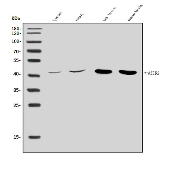 Arginine decarboxylase/AZIN2 Rabbit Polyclonal Antibody
