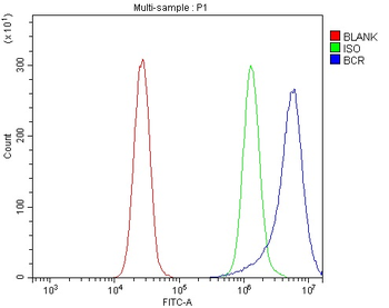 BCR Antibody
