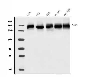 BCR Antibody