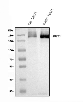 BMPR2 Rabbit Polyclonal Antibody