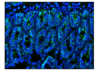 CD147/Bsg Antibody