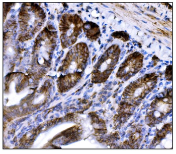 CD147/Bsg Antibody