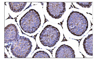 CD147/Bsg Antibody