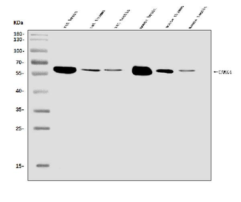 CAMKIV/Camk4 Antibody