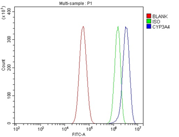 Cytochrome P450 3A4/CYP3A4 Rabbit Polyclonal Antibody