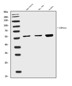 Cytochrome P450 3A4/CYP3A4 Rabbit Polyclonal Antibody