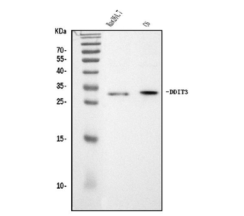 Ddit3 Rabbit Polyclonal Antibody