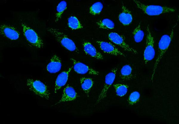DLGAP1 Antibody