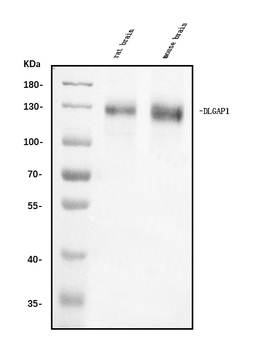DLGAP1 Antibody