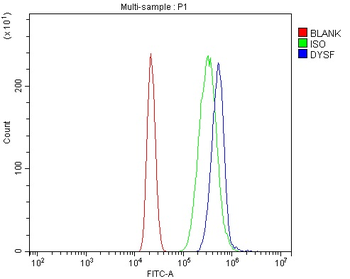 Dysferlin/DYSF Antibody