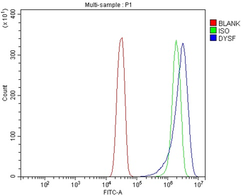 Dysferlin/DYSF Antibody