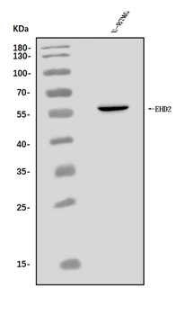EHD2 Rabbit Polyclonal Antibody
