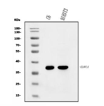 Elovl4 Rabbit Polyclonal Antibody