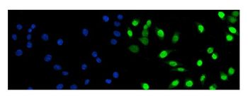 Fos B/FOSB Rabbit Polyclonal Antibody