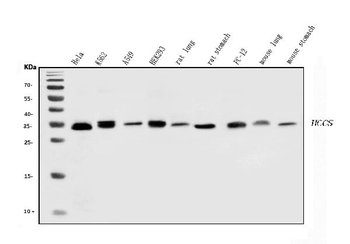 HCCS Antibody