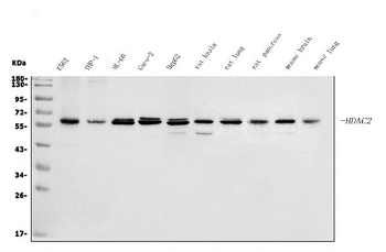 HDAC2 Antibody