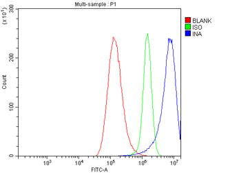 alpha Internexin/INA Rabbit Polyclonal Antibody
