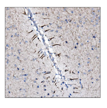 alpha Internexin/INA Rabbit Polyclonal Antibody