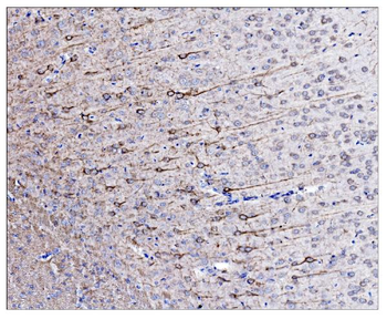 alpha Internexin/INA Rabbit Polyclonal Antibody