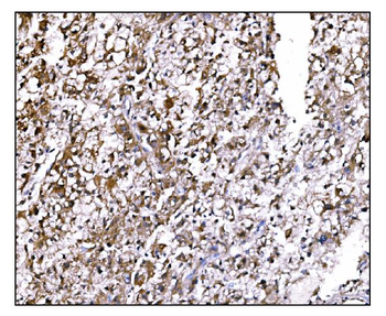 LILRB1 Antibody