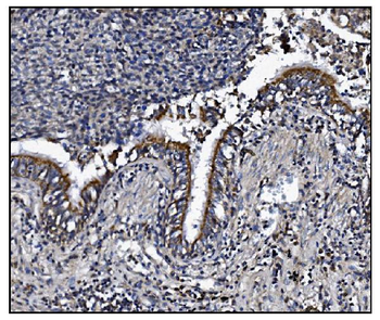 KCNQ2 Rabbit Polyclonal Antibody