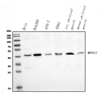 p38 gamma/MAPK12 Rabbit Polyclonal Antibody
