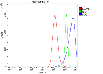 NDE1 Rabbit Polyclonal Antibody