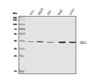NDE1 Rabbit Polyclonal Antibody