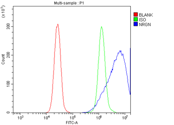 Neurogranin/NRGN Rabbit Polyclonal Antibody