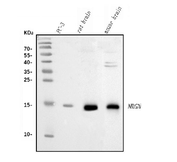 Neurogranin/NRGN Rabbit Polyclonal Antibody