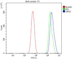ORC5L/ORC5 Rabbit Polyclonal Antibody