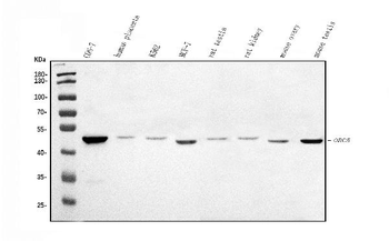 ORC5L/ORC5 Rabbit Polyclonal Antibody